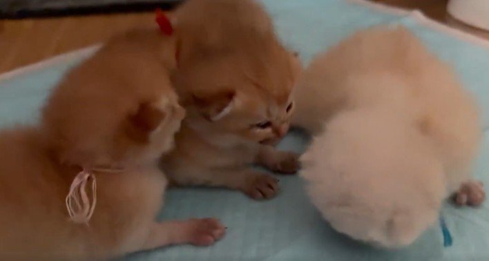 出所：@momosuikitty