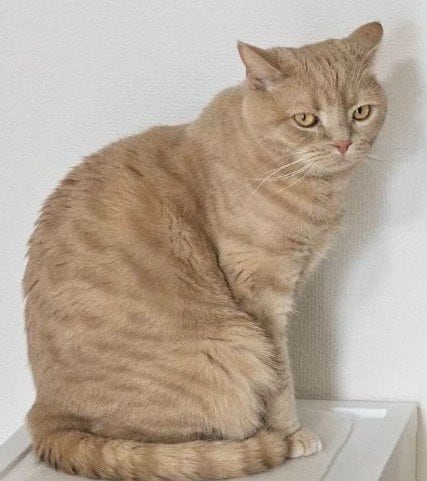 「即、許しちゃう！」イタズラをしたイケメン猫が見せた反省ポーズが可愛すぎる！