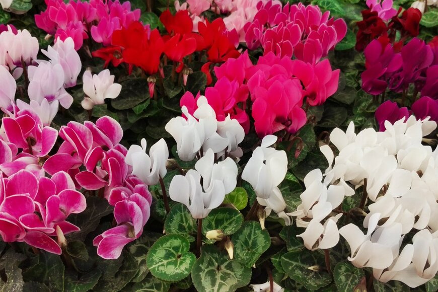 LUMIKK555/Shutterstock.com