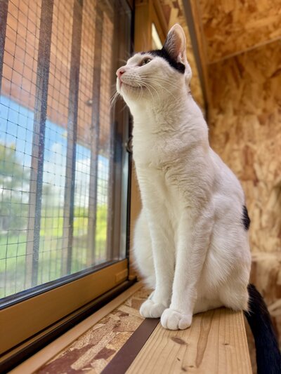 出所:@omochi_nam01