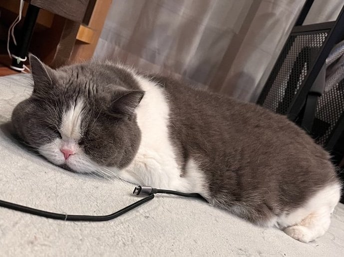 出所：@mog_cororincho