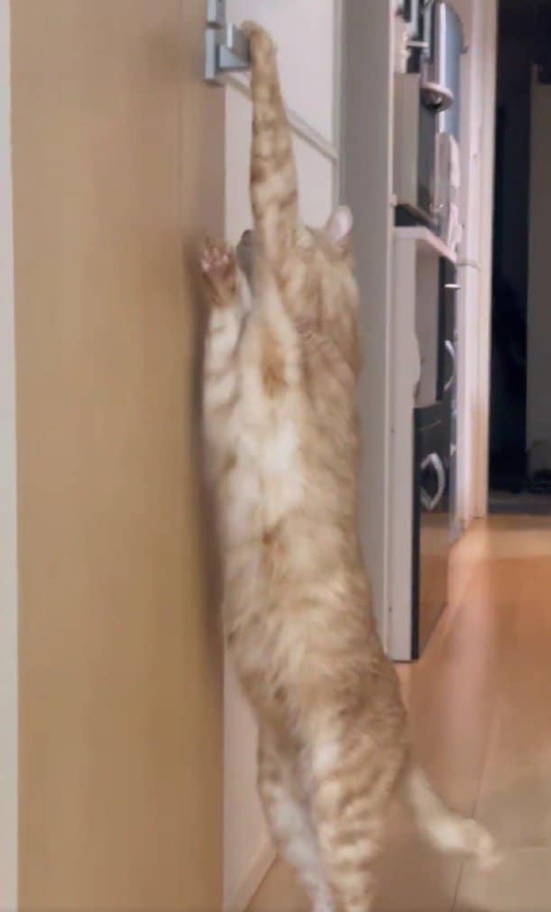 「身体長くて笑っちゃいました」トイレへの侵入を試みる猫のユニークな姿に思わず二度見