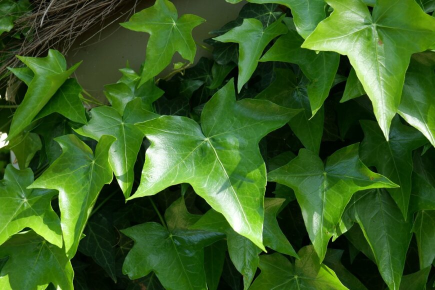 CHOMCHOL/shutterstock.com