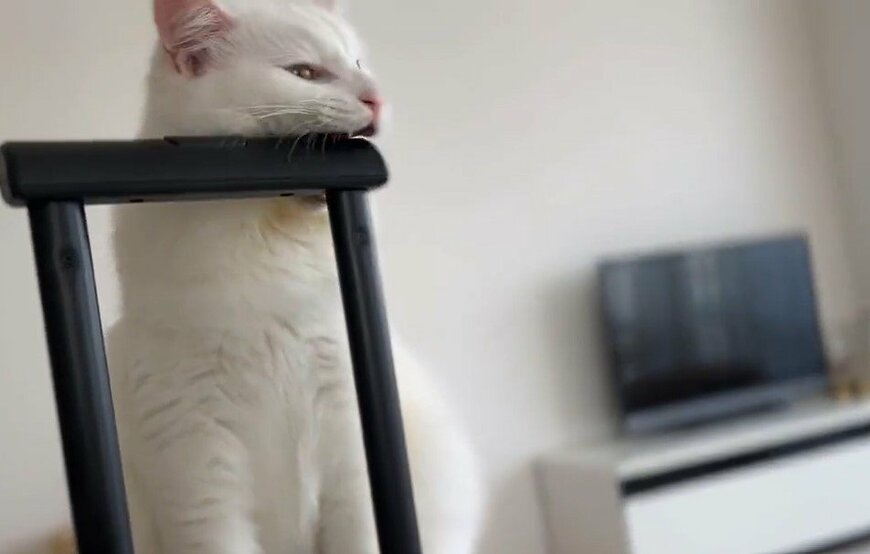 出所：@meltube_cat