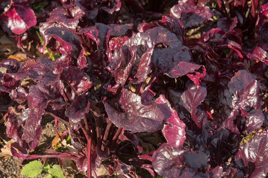 Peter Turner Photography