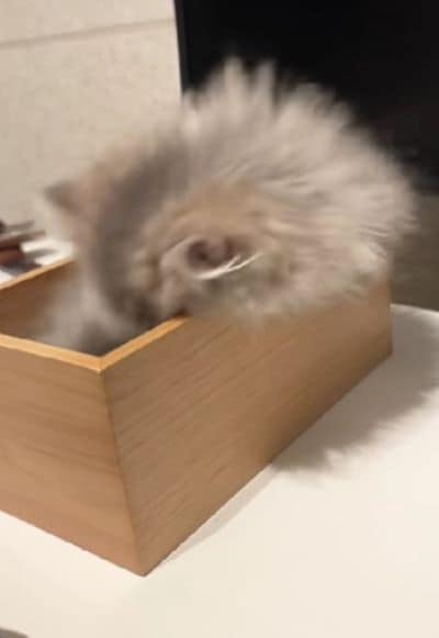 出所：@rurudiary_