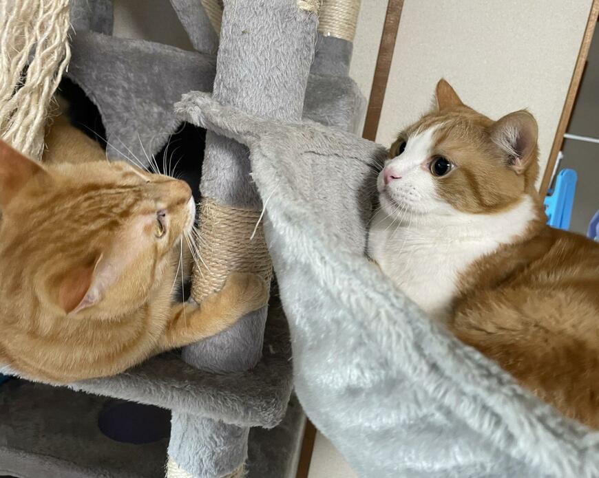 出所：@Beercat_Ana_Dar