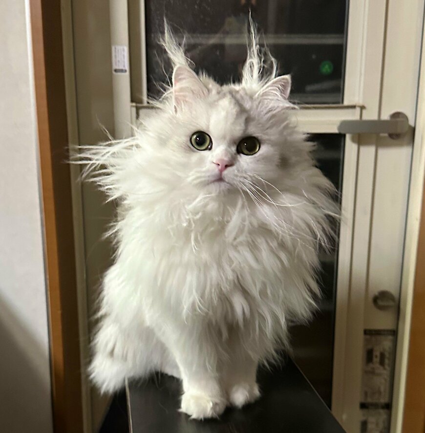 出所：@NEKOLAND13