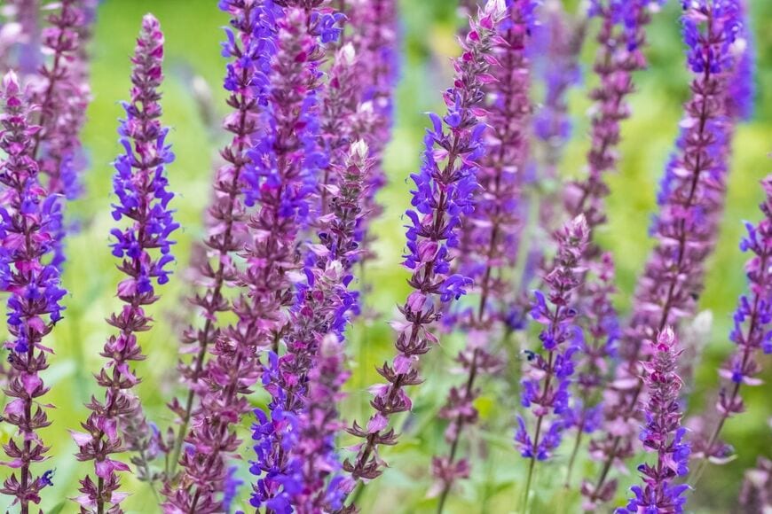 Art_rich/shutterstock.com