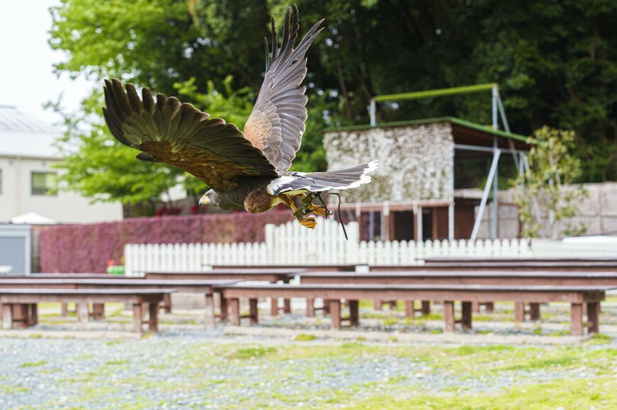 画像出所：ホークフライト体験（イニシャルPR事務局）