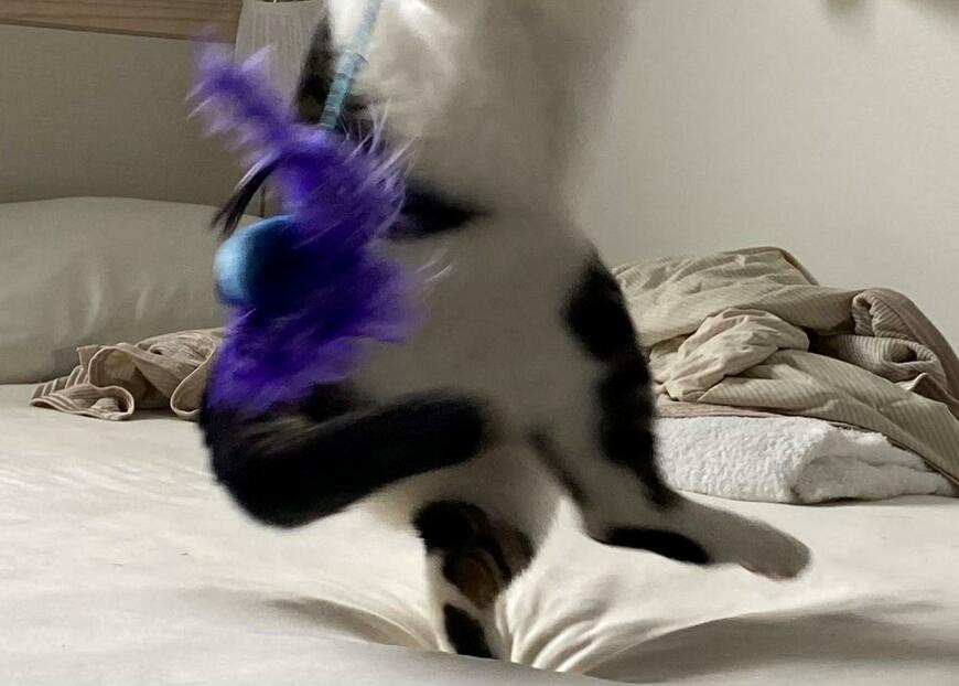 出所：@Saeroyi_cat