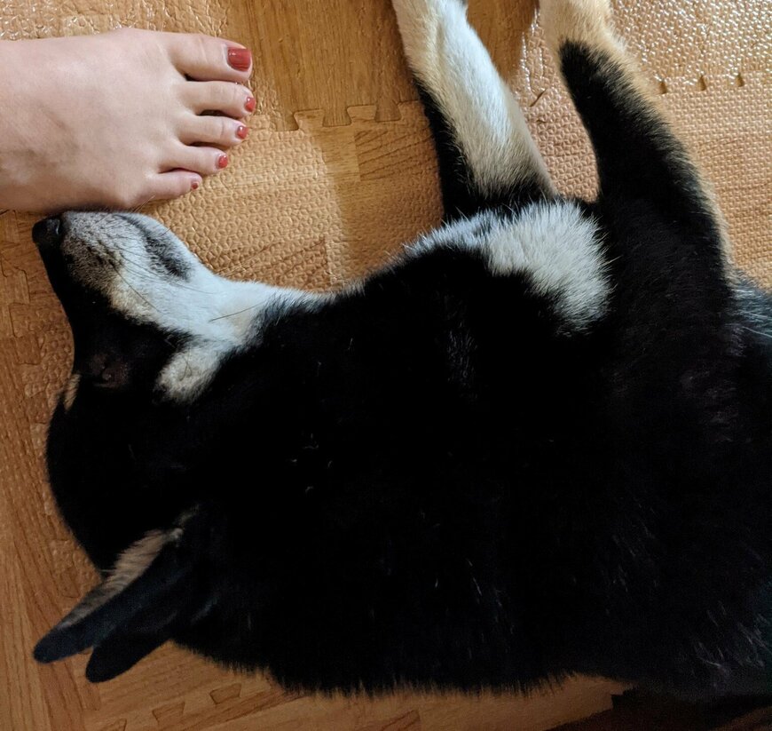 出所：@BLshiba_tensuke