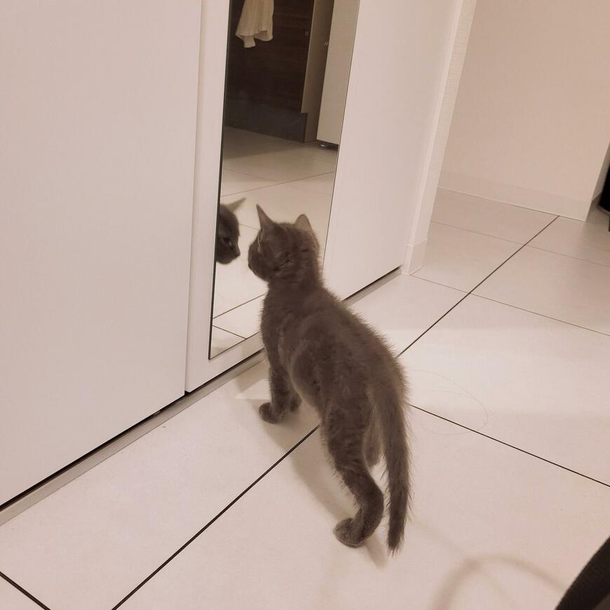 出所：@tamachan11_