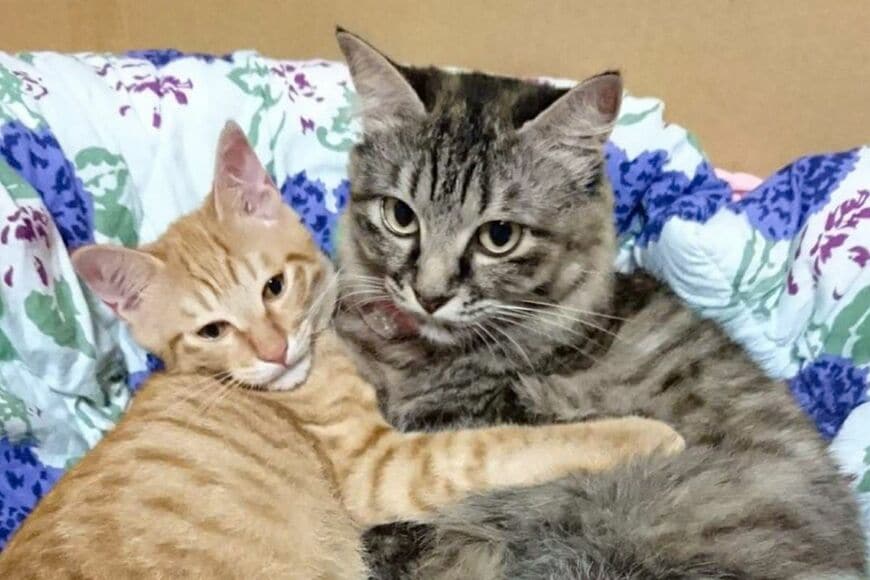 【子猫時代→8年後】わが子の「意外な成長」に諦めモードのママ猫　とんでもない変化が話題