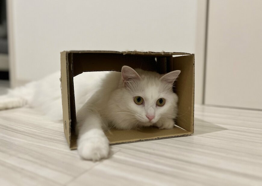 出所：@meltube_cat