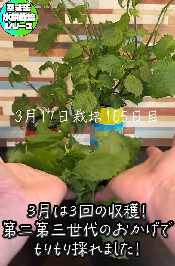 出所：@mikanbo-ya1987