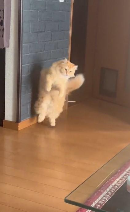 出所：@NEKOLAND13