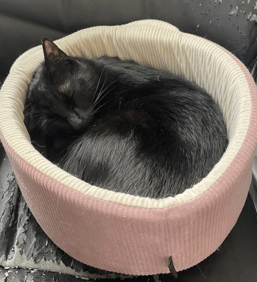 出所：@Teagle_Noir