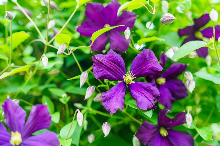 monstrose/shutterstock.com