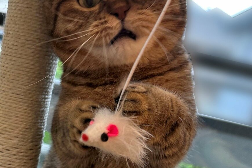 あれ？ネズミと遊ぶ猫さんの表情が…かわいい光景にSNS大興奮