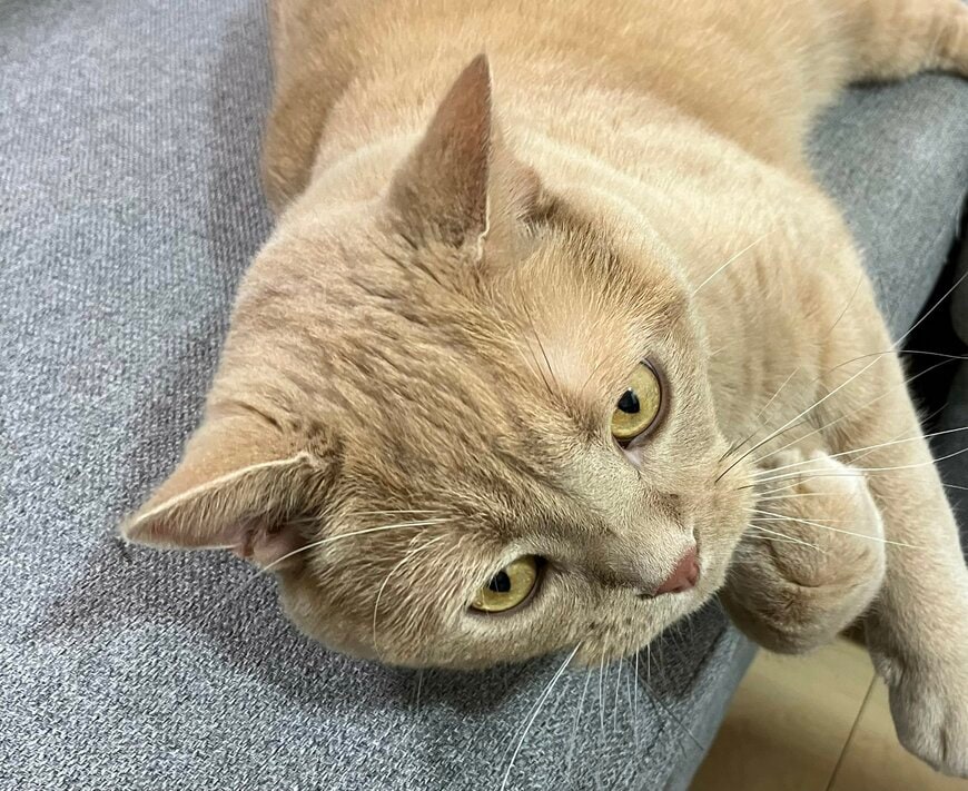 考え事をしているようなポーズが可愛いですね