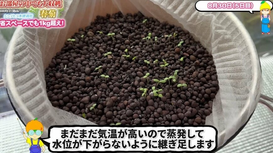 出所:@mikanbo-ya1987