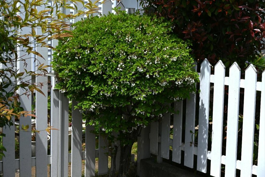 丸く剪定されたドウダンツツジの低木