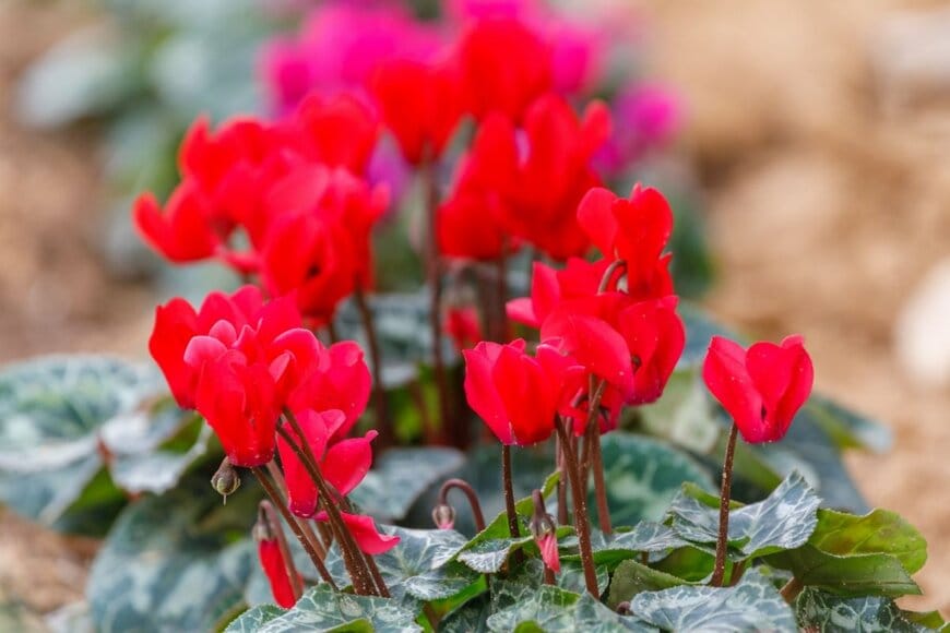 赤い花が満開のガーデンシクラメン。葉には模様が入っている