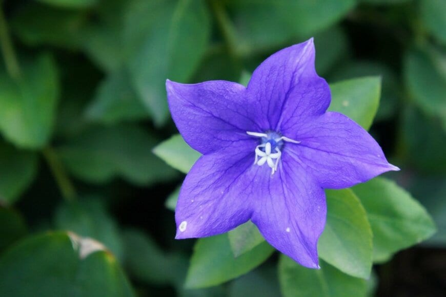 青紫のキキョウの花