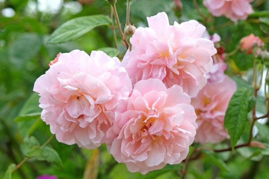 アプリコットピンクの花を咲かせている、コーネリア