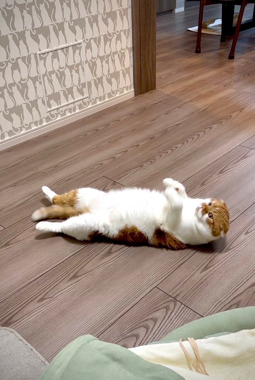 まっすぐに寝る猫