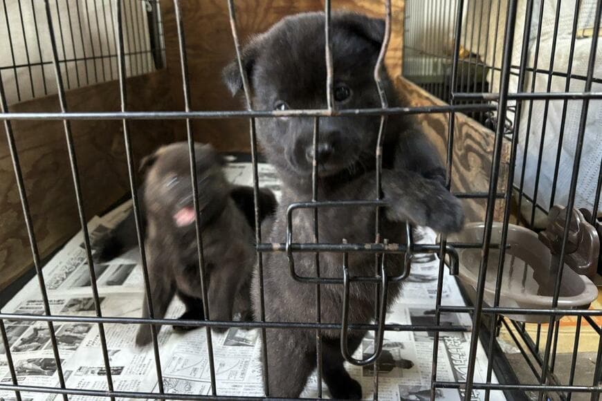 かわいい甲斐犬