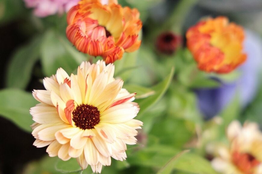 ペールオレンジの花を咲かせている、カレンデュラ