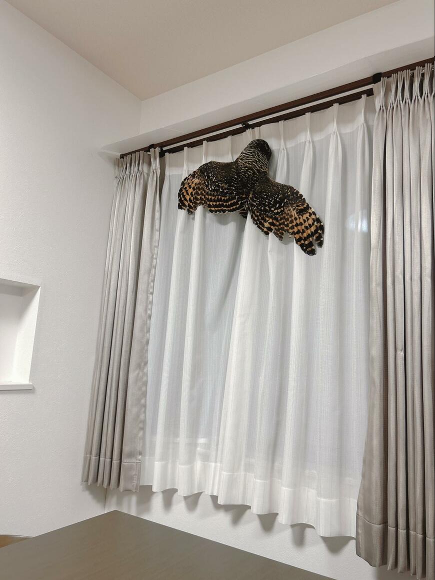 かわいいフクロウ