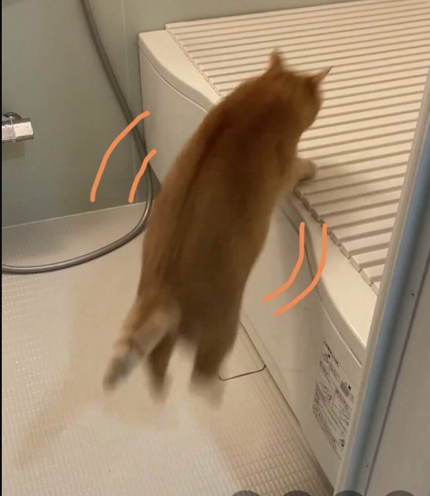 ふわむちな猫