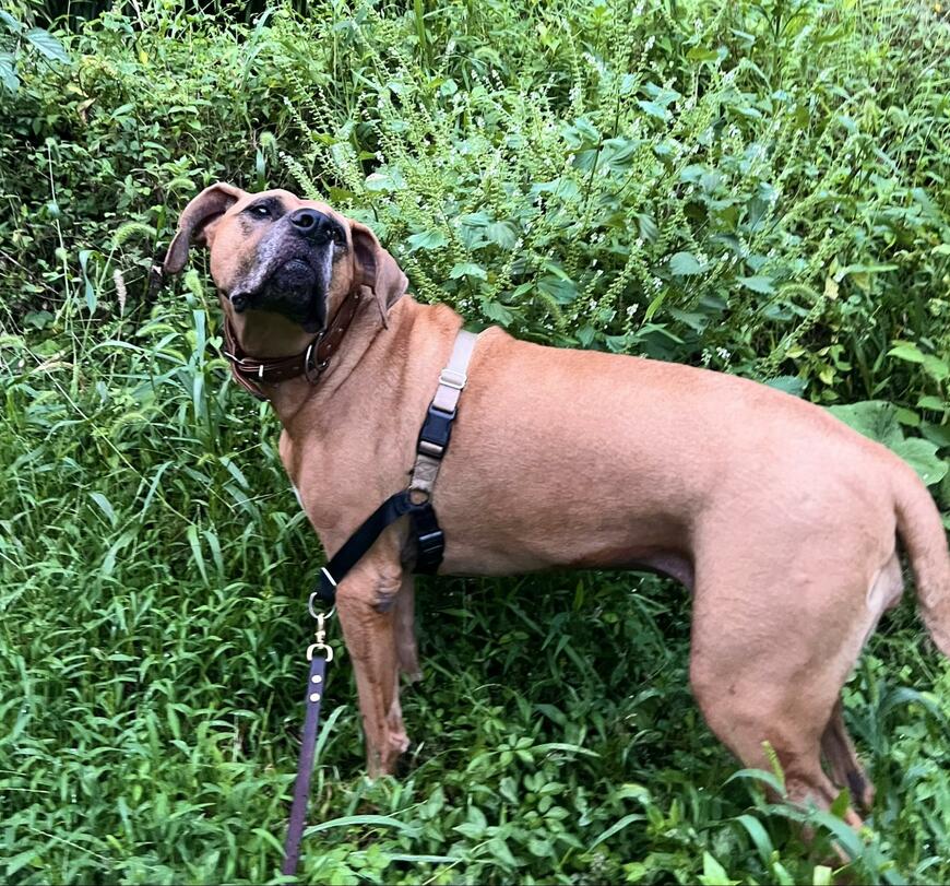 ポーズをとる犬