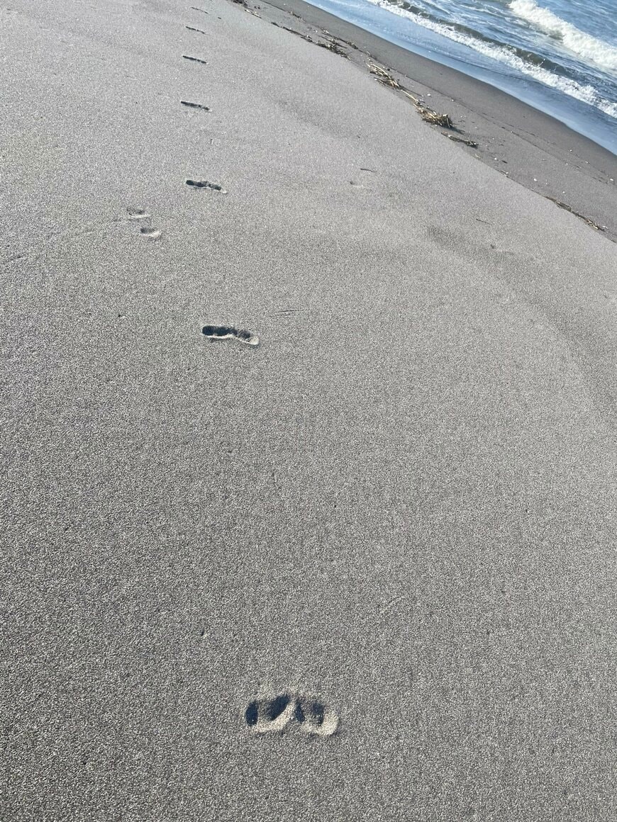 砂浜に残された生き物の足跡