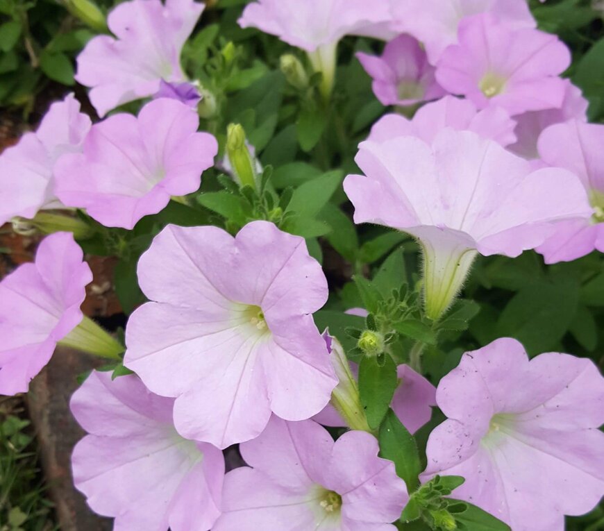 わが家の庭で咲く花の写真