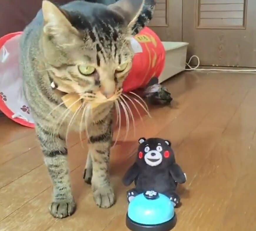 小雪ちゃんの後を必死に追う軍曹