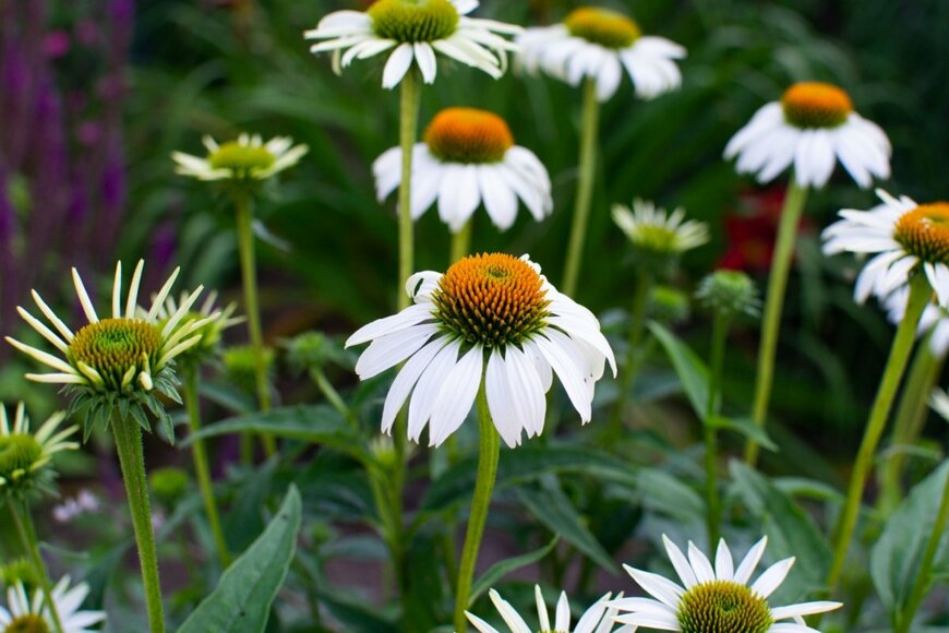 白いエキナセアの花が咲いている。中央部は黄色。