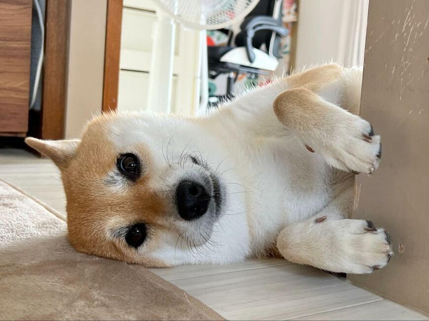 横になってこちらを見つめる犬
