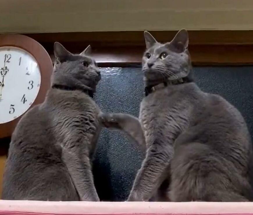 仲直りをする猫