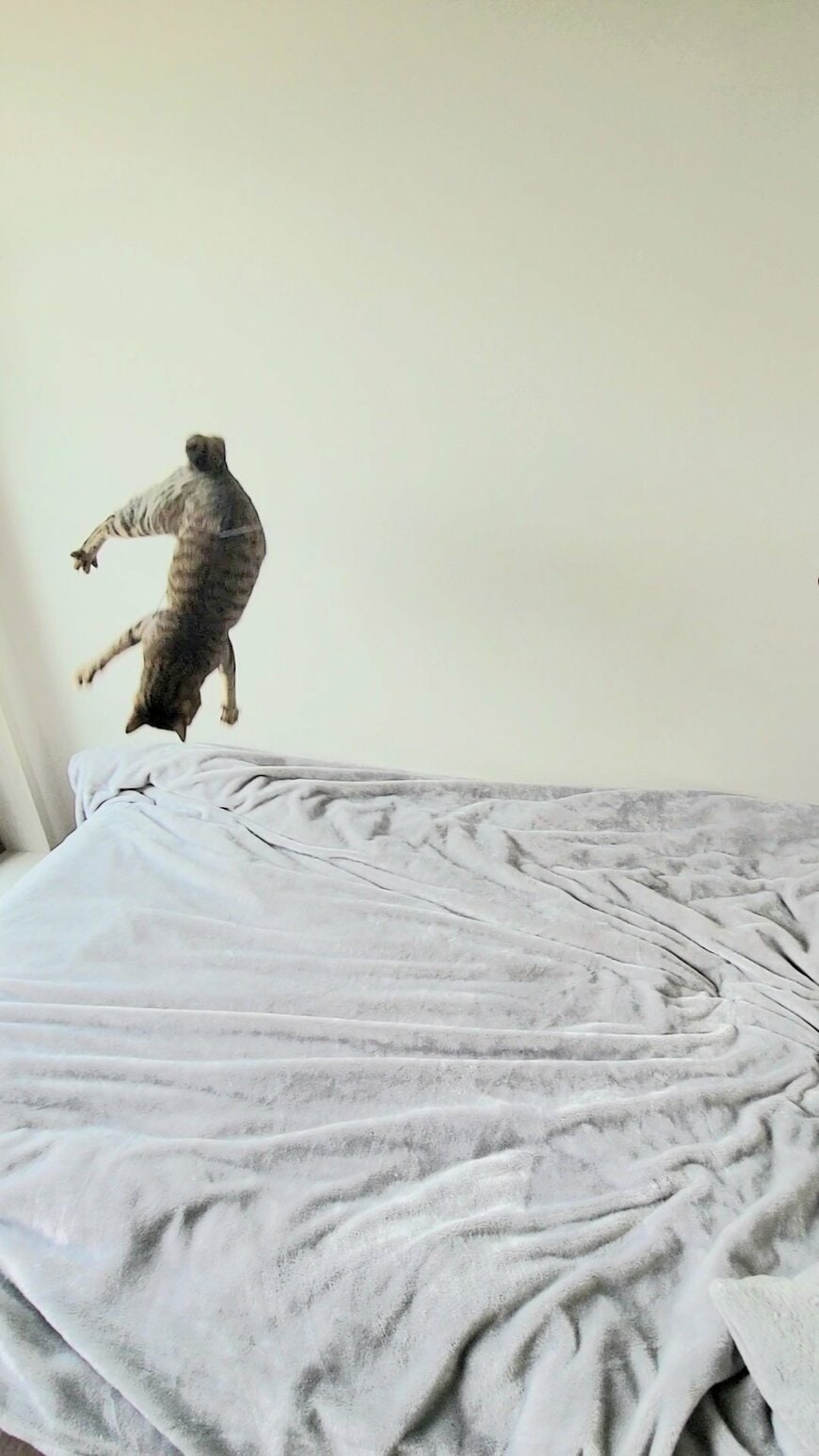 枯山水のようなニトリの布団カバーと躍動感のある猫ちゃん