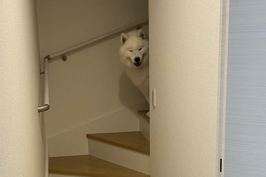 不敵な笑みを浮かべる犬