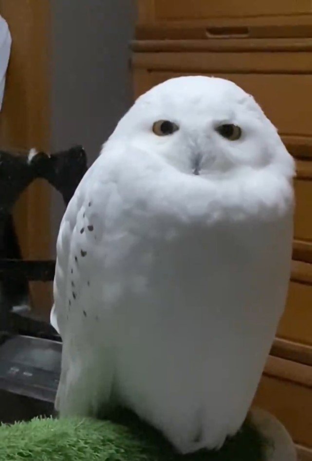 リラックスするシロフクロウ