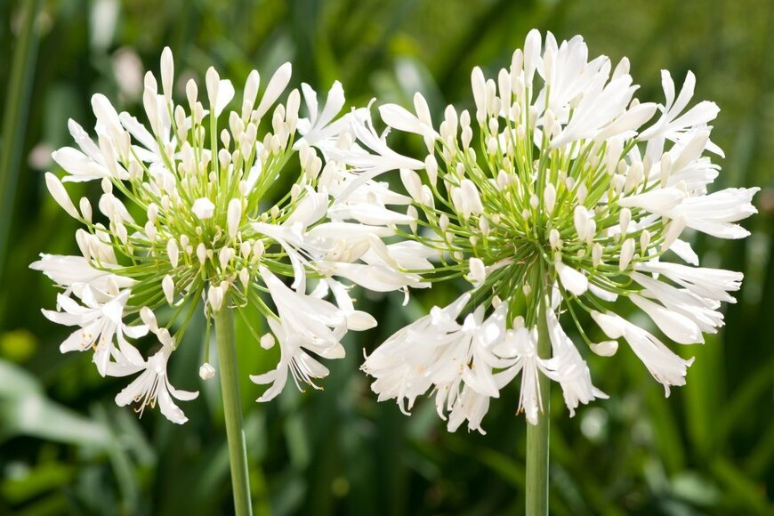 アガパンサスの花が咲いている。色は白。