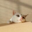 「どうなってるん？」猫ちゃんのひねりすぎな立ち姿に驚がく…「理解するのに時間かかった」の声