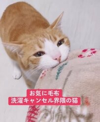 「4週間かけてにおいを育て上げる」洗濯機VS猫！絶対に毛布を洗わせない猫ちゃんの毛布愛に「本気を感じる」