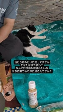 親戚が集合し「公園でピクニック」　堂々と参加する「野良猫の様子」に笑ってしまう