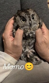 【甘えモードなフクロウ】飼い主さんの帰宅待ち？→やたらポーポーする姿にほっこり！